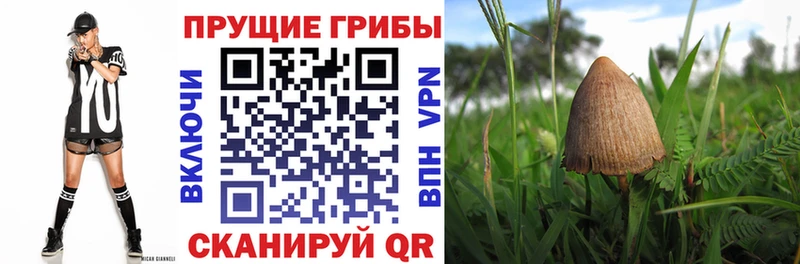 OMG   Белово  Псилоцибиновые грибы MAGIC MUSHROOMS  как найти закладки 
